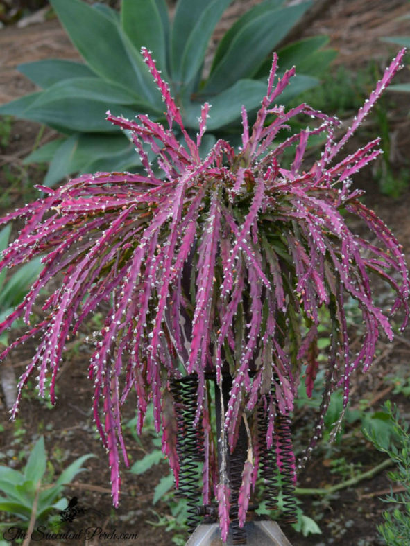 Lepismium cruciforme