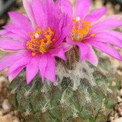 Pelecyphora strobiliformis (Pinecone Cactus)