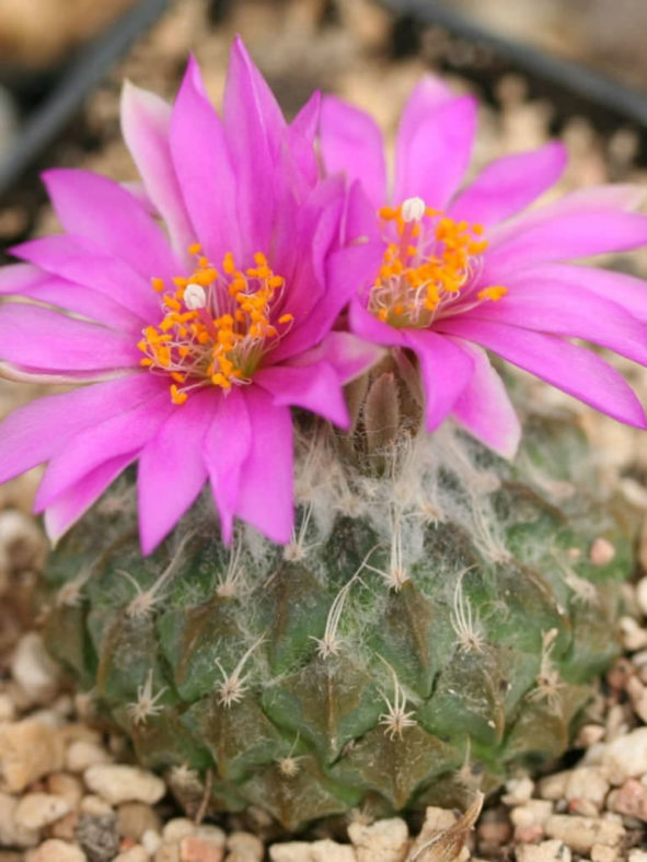 Pelecyphora strobiliformis (Pinecone Cactus)