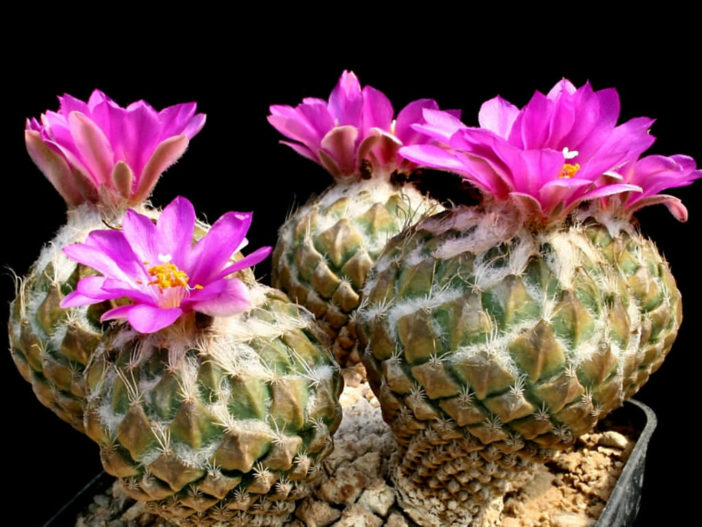 Pelecyphora strobiliformis (Pinecone Cactus)