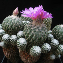 Pelecyphora strobiliformis (Pinecone Cactus)