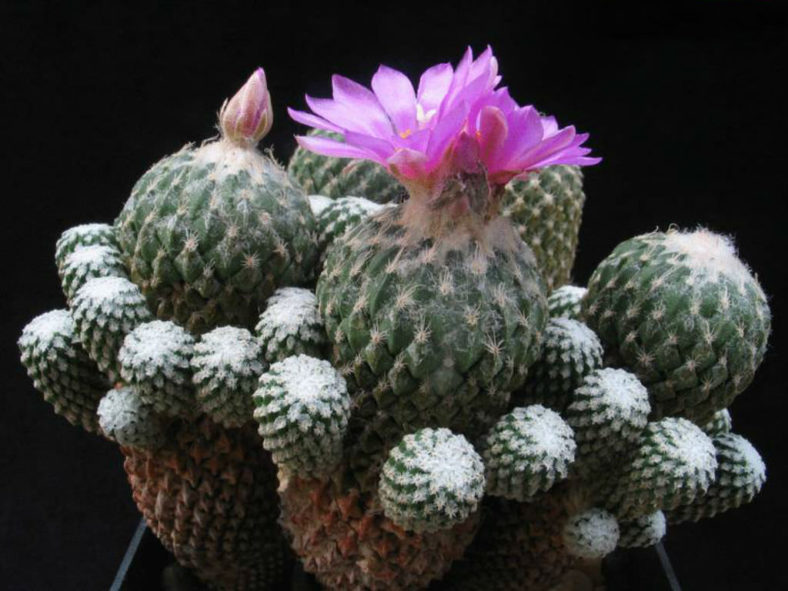 Pelecyphora strobiliformis (Pinecone Cactus)