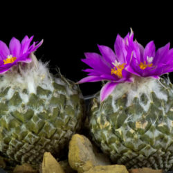 Pelecyphora strobiliformis (Pinecone Cactus)