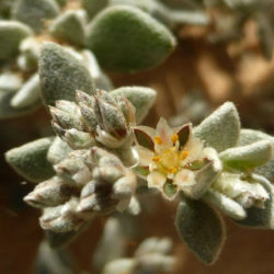 Polycarpaea nivea - Common White Saladillo