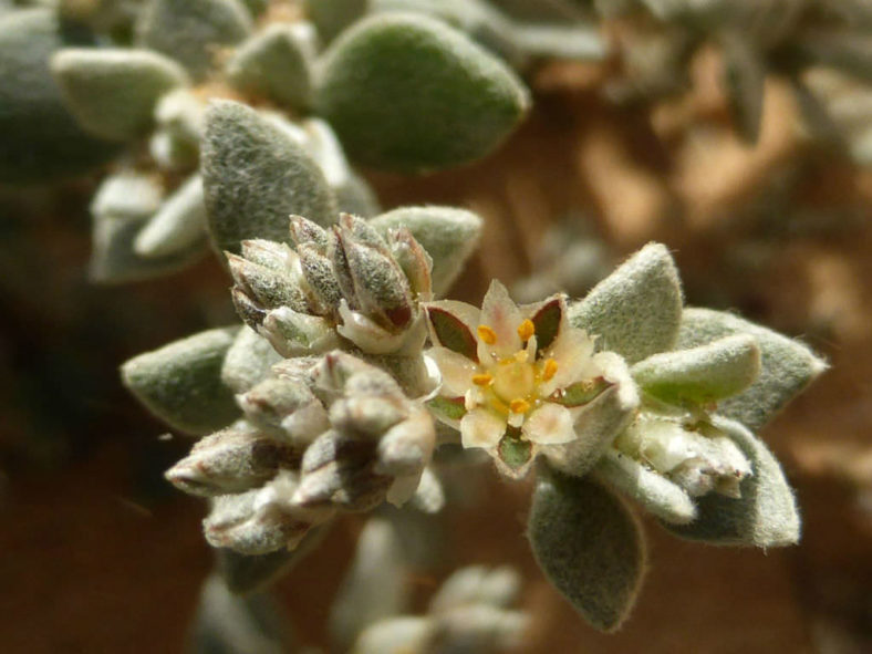 Polycarpaea nivea - Common White Saladillo