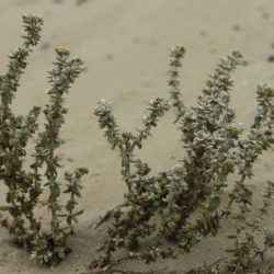 Polycarpaea nivea - Common White Saladillo