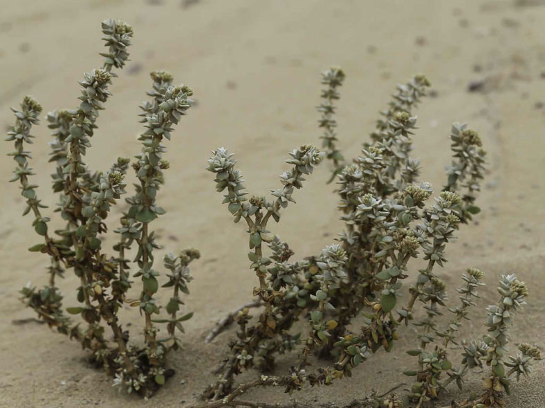 Polycarpaea nivea - Common White Saladillo