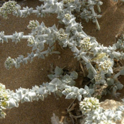 Polycarpaea nivea - Common White Saladillo