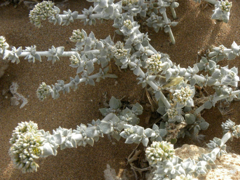 Polycarpaea nivea - Common White Saladillo