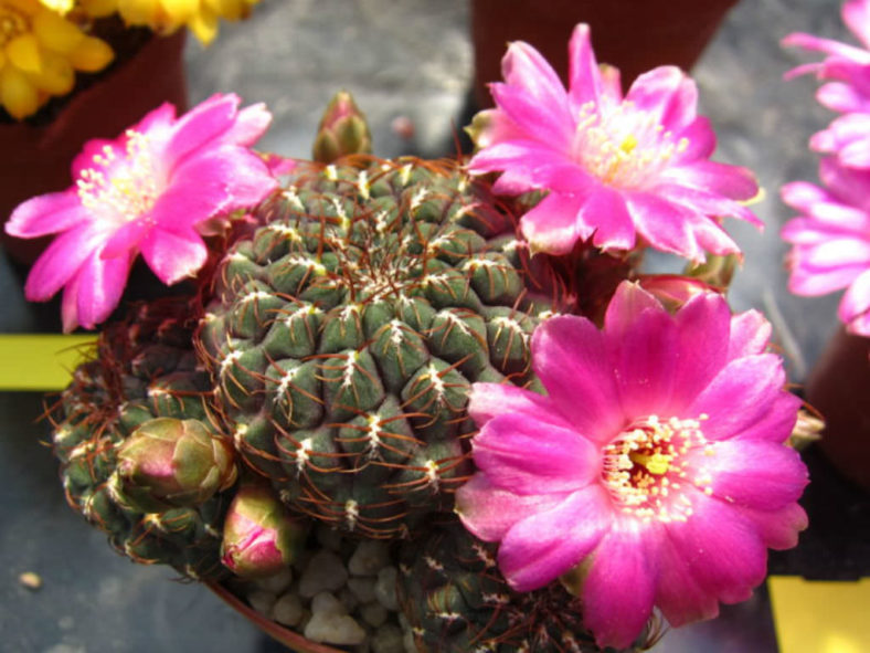 Weingartia pulchra aka Rebutia pulchra