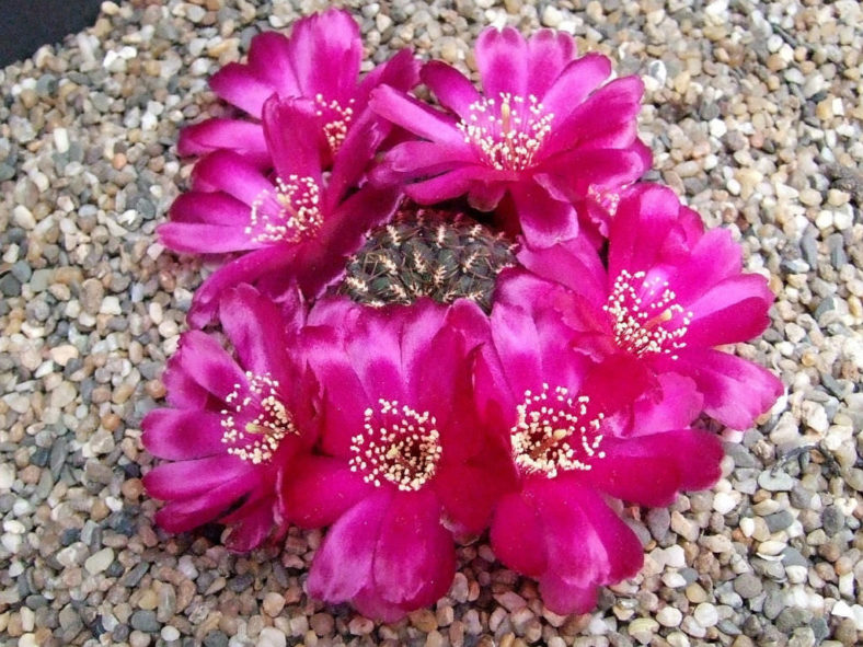 Weingartia pulchra aka Rebutia pulchra