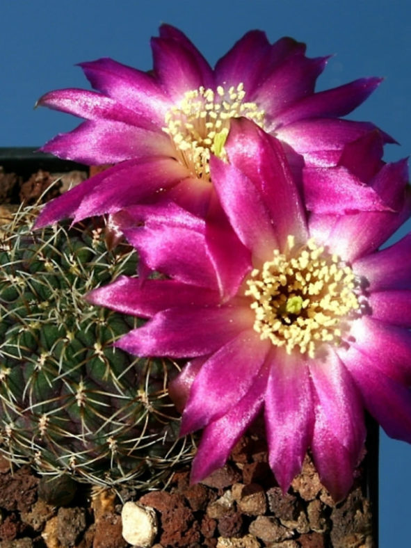 Weingartia pulchra aka Rebutia pulchra