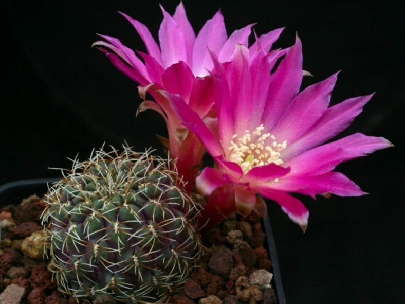 Weingartia pulchra aka Rebutia pulchra