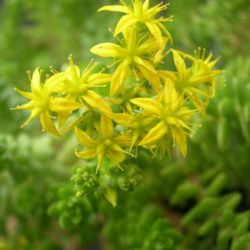 Sedum ×luteoviride