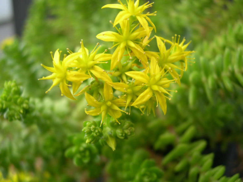 Sedum ×luteoviride