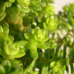 Sedum ×luteoviride