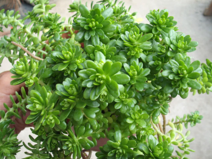 Sedum luteoviride