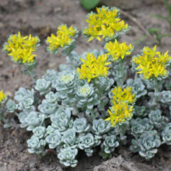 Sedum spathulifolium 'Cape Blanco' - Cape Blanco Stonecrop