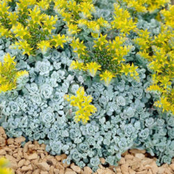 Sedum spathulifolium 'Cape Blanco' - Cape Blanco Stonecrop