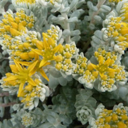 Sedum spathulifolium 'Cape Blanco' - Cape Blanco Stonecrop