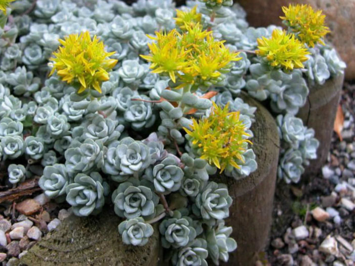 Sedum spathulifolium 'Cape Blanco' - Cape Blanco Stonecrop