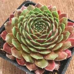 Sempervivum 'Dea'