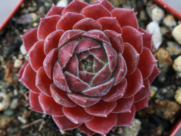 Sempervivum 'Dea'