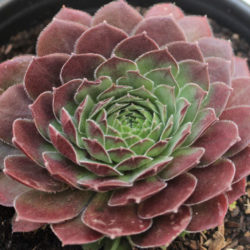 Sempervivum 'Dea'