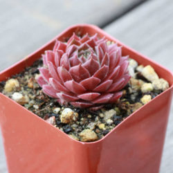 Sempervivum 'Dea'