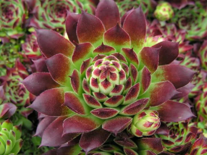 Sempervivum calcareum 'Guillaumes'