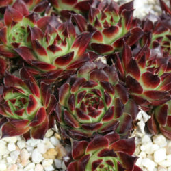 Sempervivum calcareum 'Guillaumes'