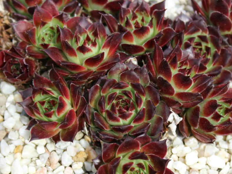 Sempervivum calcareum 'Guillaumes'