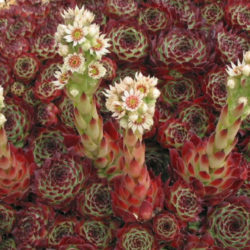 Sempervivum calcareum 'Guillaumes'