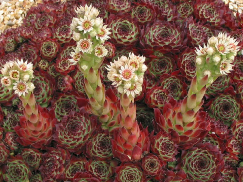 Sempervivum calcareum 'Guillaumes'