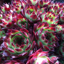 Sempervivum calcareum 'Guillaumes'