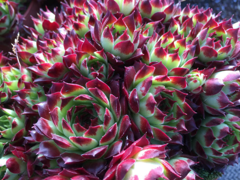 Sempervivum calcareum 'Guillaumes'