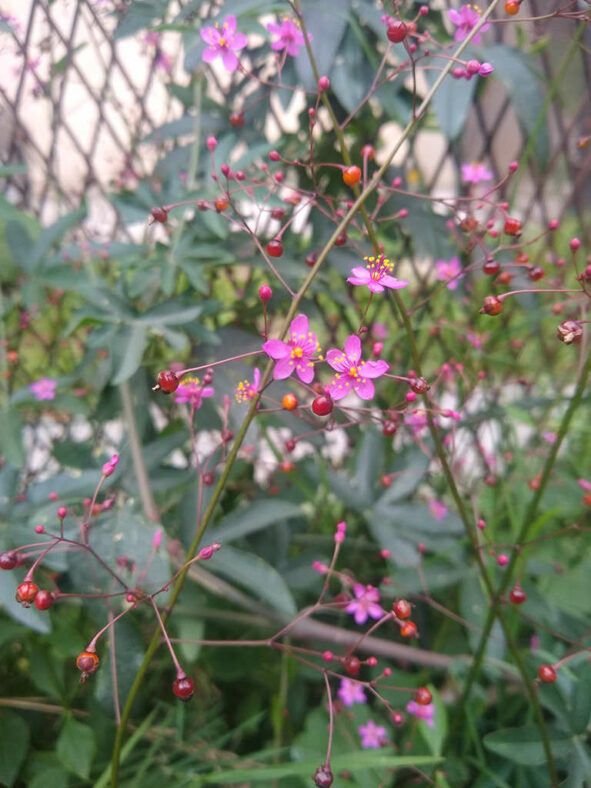 Flowers and fruits. Talinum paniculatum, commonly known as Jewels of Opar
