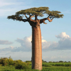 Adansonia grandidieri (Grandidier's Baobab)