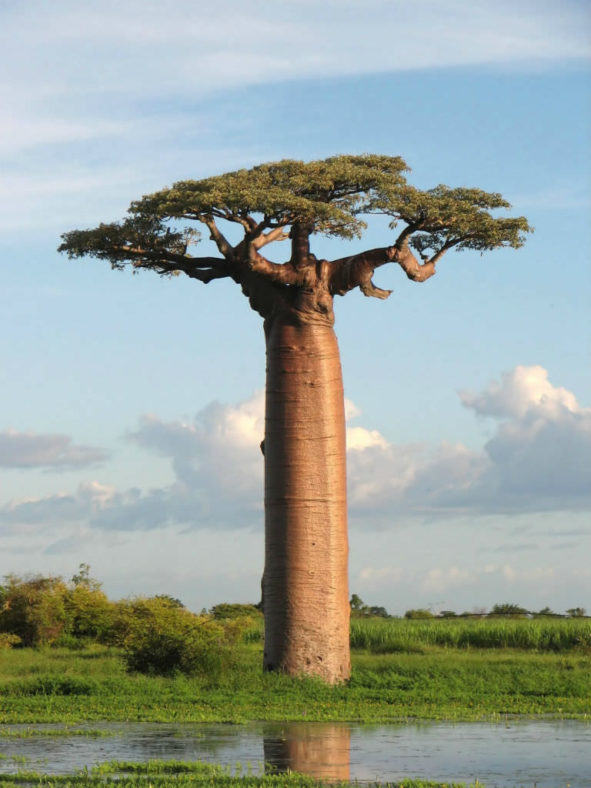 Adansonia grandidieri (Grandidier's Baobab)