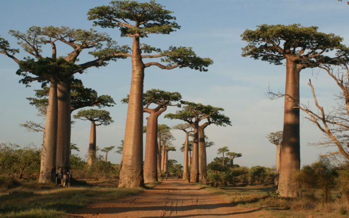 Adansonia grandidieri (Grandidier's Baobab)