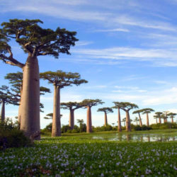 Adansonia grandidieri (Grandidier's Baobab)