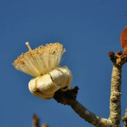 Adansonia grandidieri (Grandidier's Baobab)