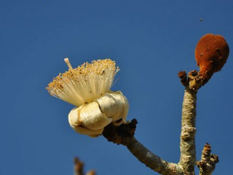 Adansonia grandidieri (Grandidier's Baobab)