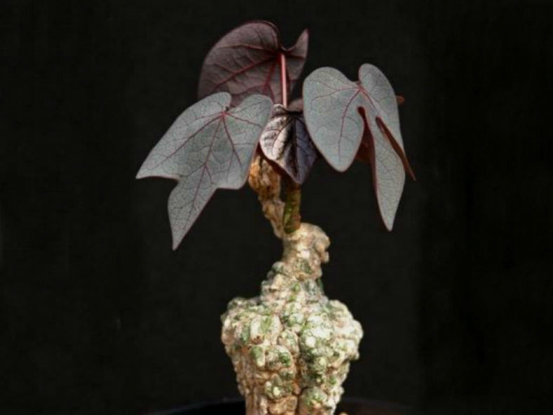 Adenia stylosa - Candlestick Plant