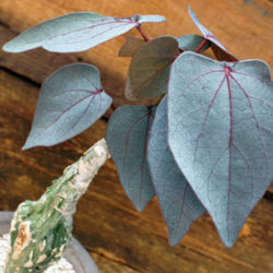 Adenia stylosa - Candlestick Plant