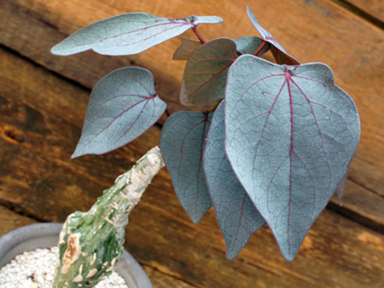 Adenia stylosa - Candlestick Plant