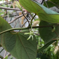 Adenia stylosa - Candlestick Plant