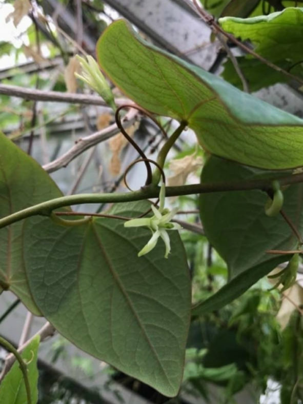 Adenia stylosa - Candlestick Plant