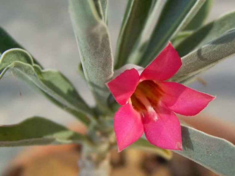 Adenium obesum subsp. oleifolium (Desert Rose) aka Adenium obesum subsp. oleifolium (Desert Rose) aka Adenium oleifolium
