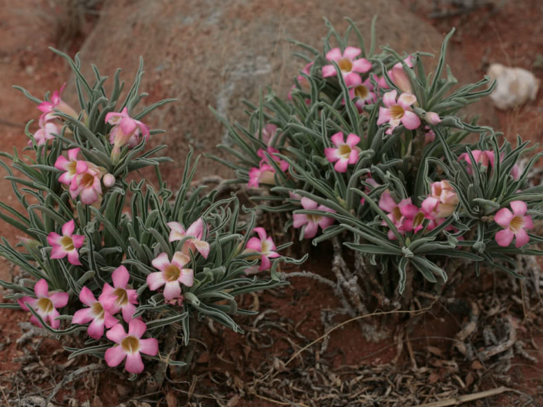 Adenium obesum subsp. oleifolium (Desert Rose) aka Adenium obesum subsp. oleifolium (Desert Rose) aka Adenium oleifolium